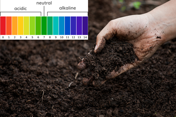 Nghiên Cứu Về Cơ Chế Tác Động Của Humic Substances Đến Việc Phát Triển Hệ Thống Gốc và Lá Của Cây Trồng