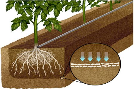 Những lợi ích tuyệt vời khi sử dụng Acid Humic cho cây trồng