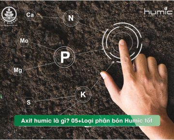 Acid humic và tăng cường khả năng hấp thụ dinh dưỡng của đất