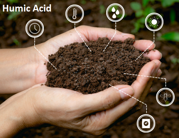 Giải pháp cải tạo đất trồng bằng Humic