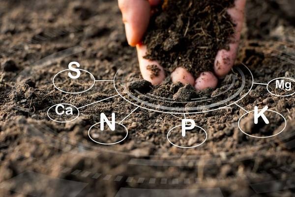 Humic giúp tăng năng suất cây trồng trong điều kiện khắc nghiệt