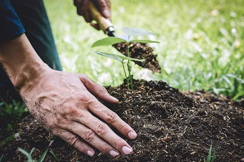 Humic và vai trò quan trọng trong nông nghiệp