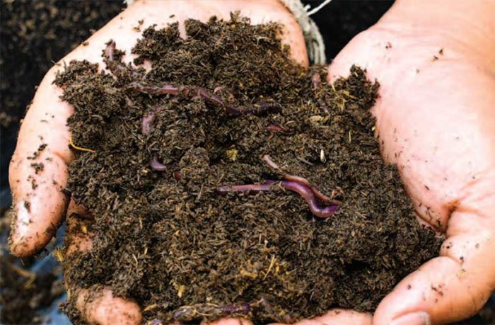 Humic và vai trò quan trọng trong nông nghiệp