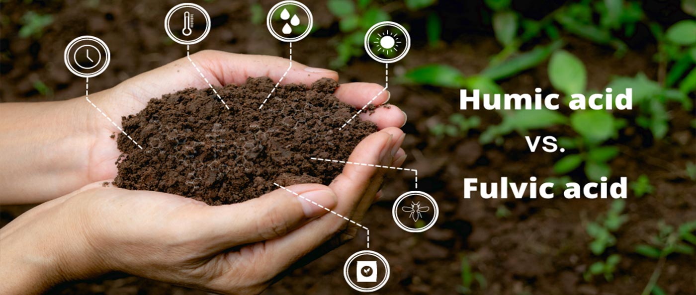 Kinh nghiệm sử dụng Humic từ các chuyên gia