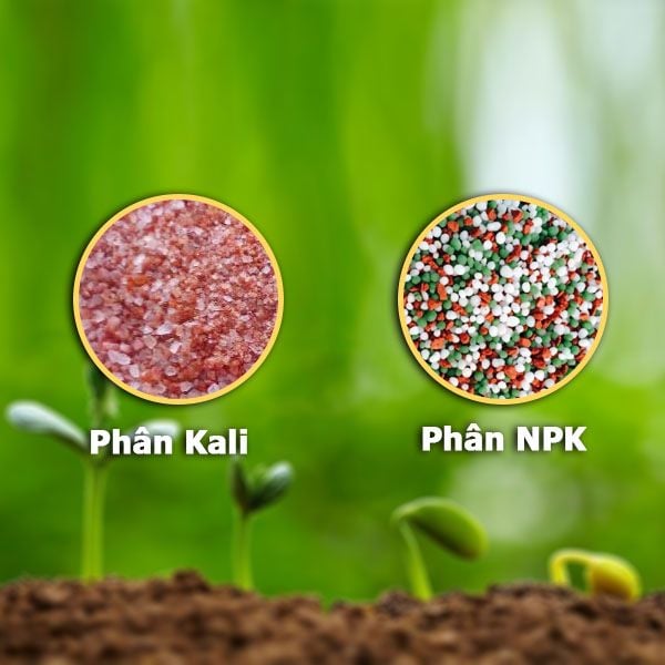 So sánh Humic với các loại phân bón khác