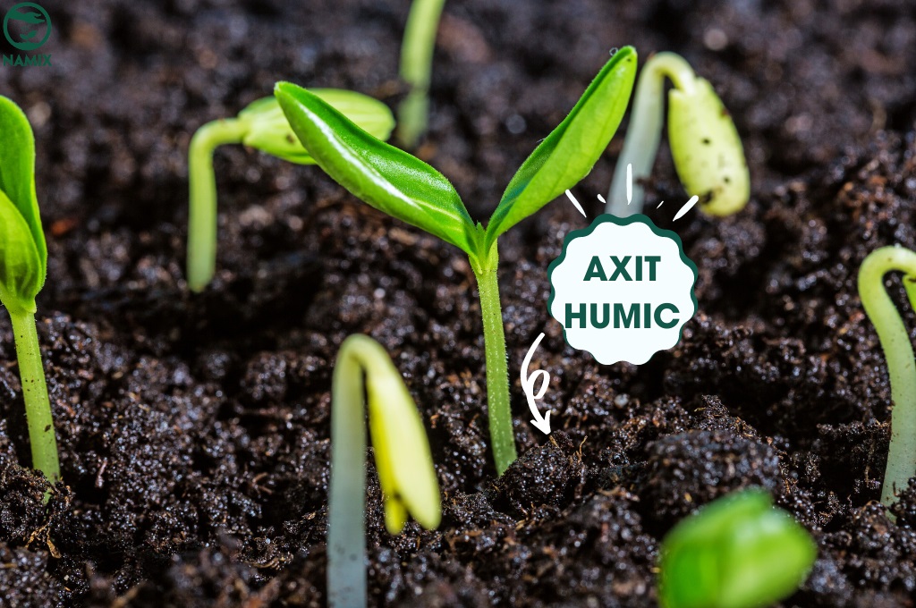 Sử dụng acid humic để cải thiện chất lượng môi trường sống cho vi sinh vật đất